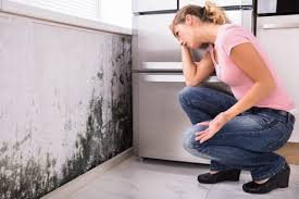 Why You Should Choose Our Mold Remediation Services in Montgomery, IL